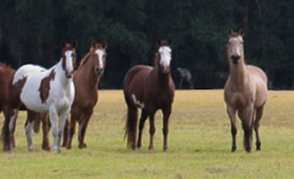 Deep Creek Stables
