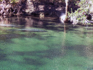 Hoonton Island River Blueway